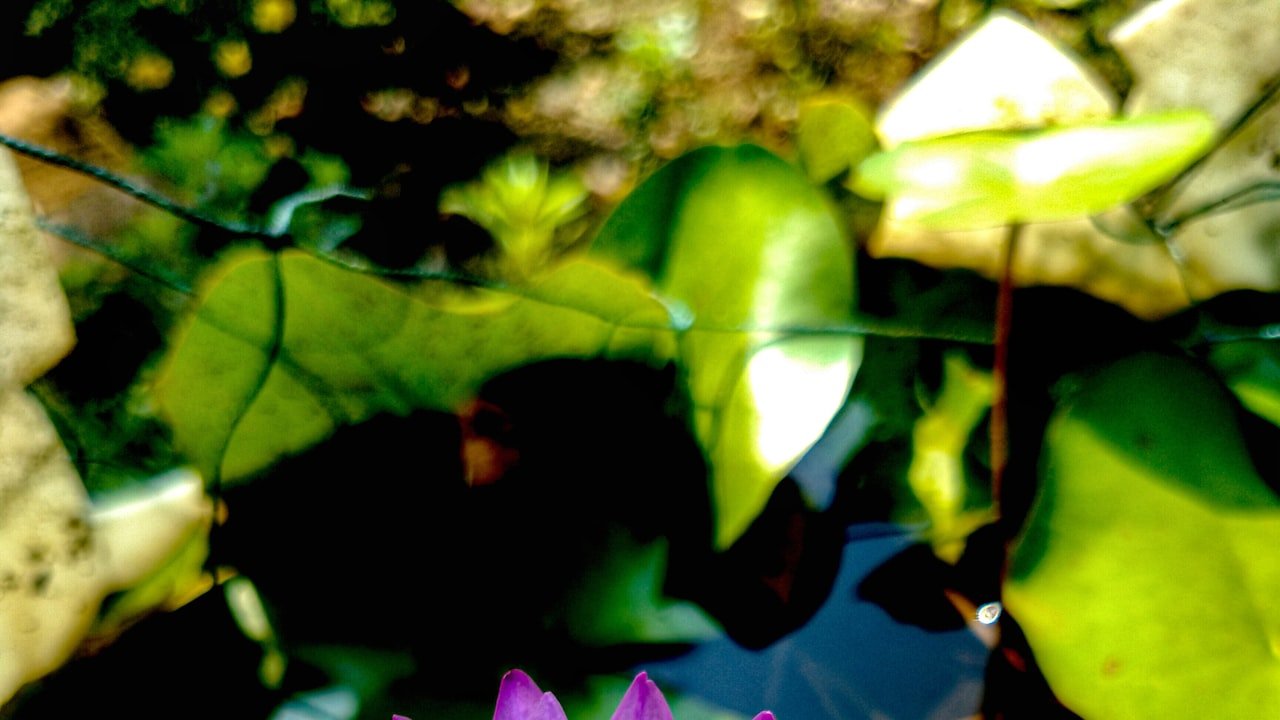 Factors to consider when buying a closure wig