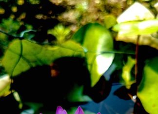 Factors to consider when buying a closure wig